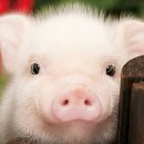 돼지PC방 이미지