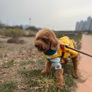 즐거운유치원 | 일산 애견 유치원 &lt;루앤멍&gt; (ft. 즐거운 시간을 보내고 온 후기)
