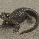 정일도장 | 부암동, 시간을 걷는 골목