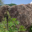 오봉사지부도 이미지