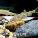 금강청과 이미지