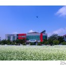 신북 메밀밭(ICM : Intentional Camera Movement) 이미지