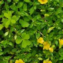 천사꽃펜션 이미지