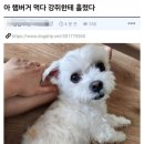 참 이미지