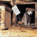 하치이야기 이미지