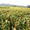 황금물결 이미지