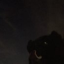 치즈 애견유치원&애견호텔 이미지