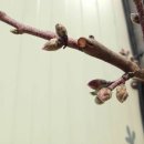 조양농원 이미지