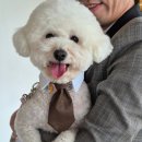 이쁜강아지 | 나 강아지인데 웨딩촬영하고 온 후기 푼다 + 꾸밈사진있음