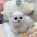 마포 요미독앤캣 강아지분양 고양이분양 이미지