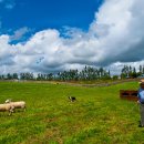 세이브마트(SAVE MART) 이미지