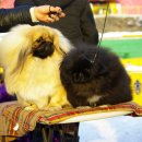 황제애견 이미지