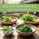 어수리 산채 | 어수리나물 효능 단종의 나물 봄나물요리 정리