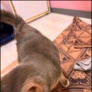 꿈꾸는고양이 이미지