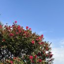 훈식 | [공지] 2월 제주 동백꽃 명소 훈식이네 동백밭 주소