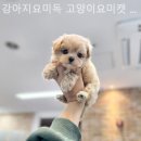 요미독 강아지분양 일산점 | 인천강아지분양 강아지요미독 고양이요미캣 인천논현점 고객중심의 세심하고 꼼꼼한 분양처
