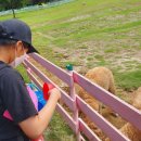 휘바핀란드위드플레이정글 이미지