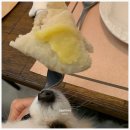 수원 애견동반 맛집 PPK 키친 | 내돈내산 대만족 솔직후기