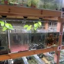 아쿠아수족관 이미지