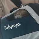 다휘 이미지