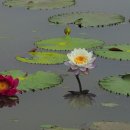 수련