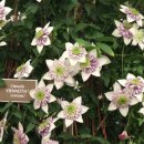 클레마티스 이미지