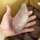 골드팜 | [황금농원] 밤고구마 🍠 담백하고 포슬포슬한 매력