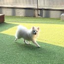 우리 강아지 | 수지애견유치원 헬로우버디 수지본점 우리 강아지 첫등원 후기