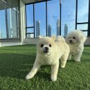 분도유치원 | 인천 강아지유치원 송도까지 보내는 이유,기준이 다릅니다