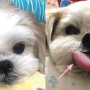 시츄언니 이미지