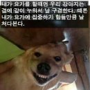 웃는강아지 이미지