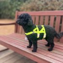 멍발머리 | [강아지 하네스 추천] 자꾸 벗겨진다면? 앞섬방지와 슬개골 보호 멍템 탈출방지 하네스