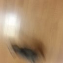 김봉규 | 고양이 탐정 김봉규 후기입니다.