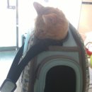 멍멍이랑 사랑하기 이미지