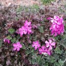 우경이네 이미지