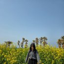 바다축제 | 제주 서쪽 카페 웨이뷰 협재바다 오션뷰 유채꽃 축제 후기