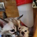 MJ캐터리 이미지