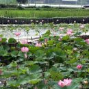 신기마을 (연꽃세상) 이미지