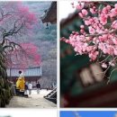 홍매화 개화시기 꽃말 명소 이번 주 절정 이미지