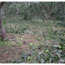 대봉농장 이미지