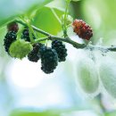 오디건강체험마을 이미지