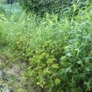 평화로길 이미지