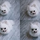 곤지샵 이미지