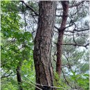 형제봉올라 장고개 능선으로 ~ 이미지