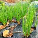 덕연농장 이미지