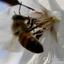 꿀벌이네