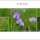 얼치기 이미지