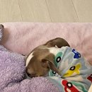 그레이하운드(주) 이미지