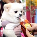 아이스+펫 이미지