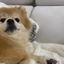 강아지 미용실 이미지